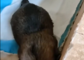 C1901009_Rescue poor puppy #puppylove #rescue