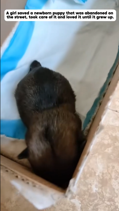 C1901009_Rescue poor puppy #puppylove #rescue