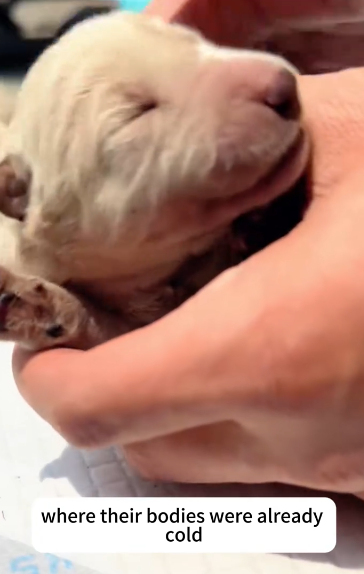 C1901010_Everyone thought it was too late until this moment#rescue #dog #animal