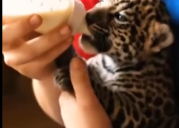 C1901011_Rescuing wild cat has lost its mother.#rescue #animals