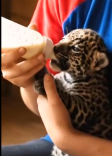 C1901011_Rescuing wild cat has lost its mother.#rescue #animals