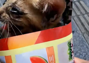 C1901012_What rescuers found next shocked everyone watching#animal #rescue #cat