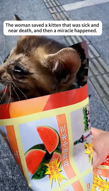 C1901012_What rescuers found next shocked everyone watching#animal #rescue #cat