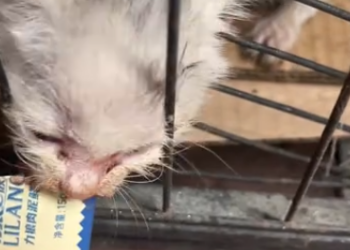 C1901015_found stray kitten, soaked to bone mewling weakly #fyp #