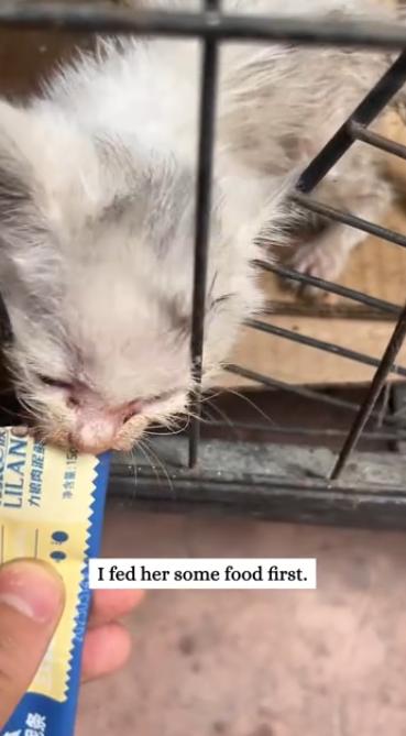 C1901015_found stray kitten, soaked to bone mewling weakly #fyp #