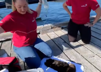 C1901016_Rescue otter trapped alone on beath then #rescue #animal.