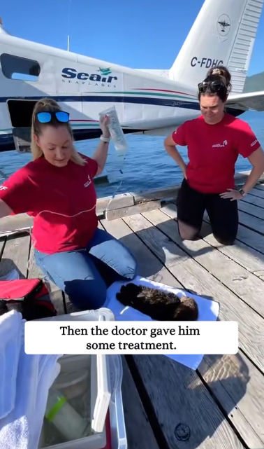 C1901016_Rescue otter trapped alone on beath then #rescue #animal.