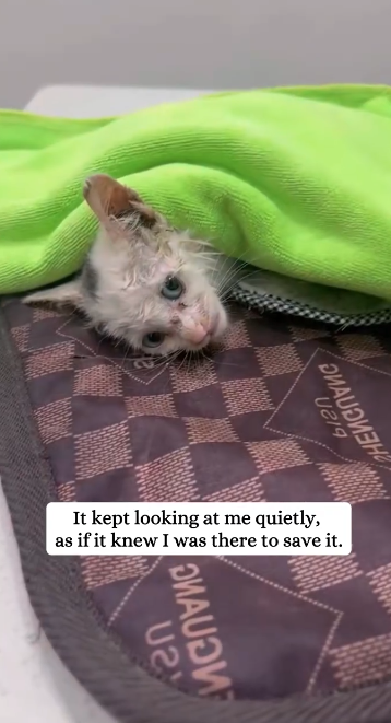 C1901017_saw sick kitten by roadside then #animals #rescue