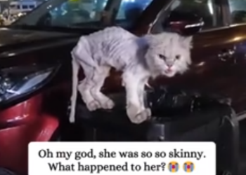 C1901018_Rescue poor kitten then #rescue #animals #save