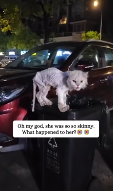 C1901018_Rescue poor kitten then #rescue #animals #save