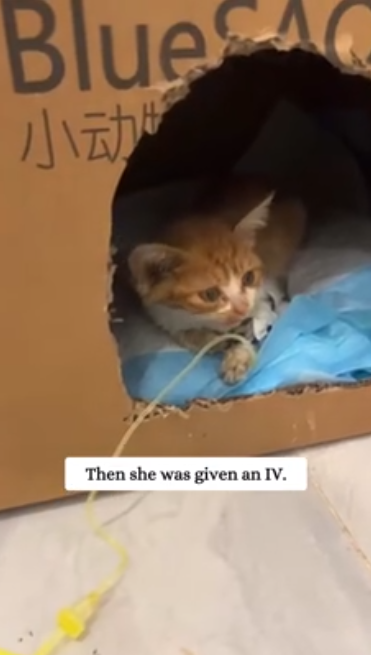 C1901019_Rescue poor kitten then #rescue #animals #save #cat #kitten