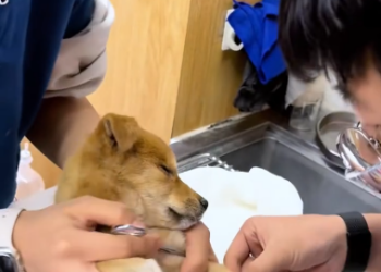 C1901020_Found puppy its mouth infested fly eggs then..#rescue…