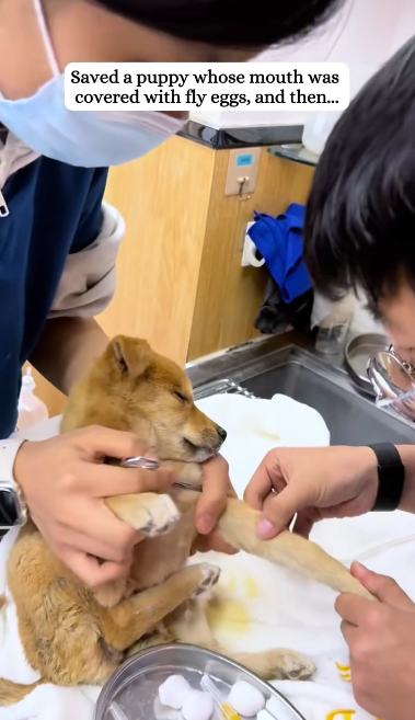 C1901020_Found puppy its mouth infested fly eggs then..#rescue…