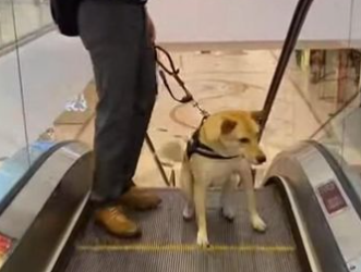 C0501011 The Dog Pulled Him Back — One Step Before the Fall