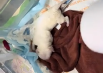 C1901021_Rescued newborn puppy on road..#rescue #fyp #puppy #samoyed #dog