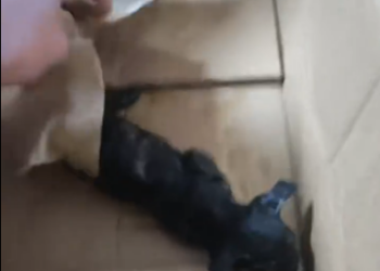 C1901022_Rescued tiny black kitten stuck in storm.#rescue #kitten #black…