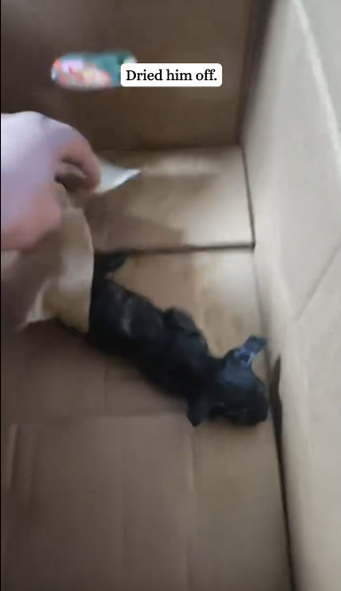 C1901022_Rescued tiny black kitten stuck in storm.#rescue #kitten #black…