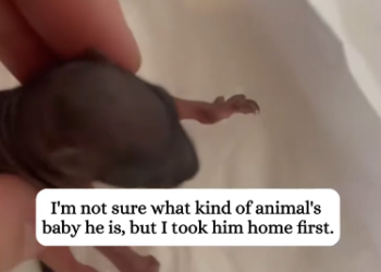 C1901023_rescued newborn squirrel!#rescue #animals #squirrel