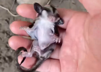 C1901024_Rescued baby sugar glider struggling to survive #rescue #sugar…