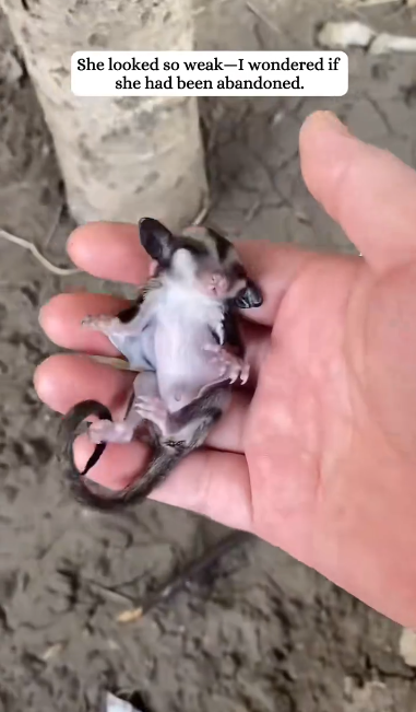 C1901024_Rescued baby sugar glider struggling to survive #rescue #sugar…