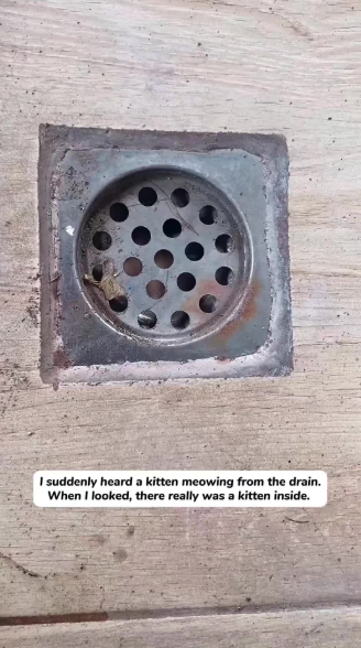 C1901025_rescued kitten trapped in drain.#kitten #cat #rescue #pet #cute…