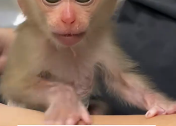 C1901026_found lone baby monkey in forest then…