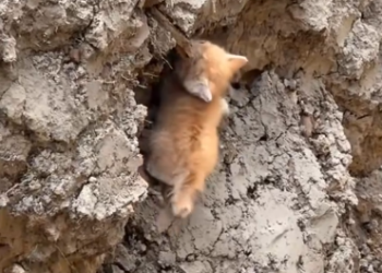 C1901027_Rescued cute orange kitten then #rescue #kitten #orangecat