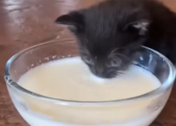 C1901028_rescued little black cat which was hidden among leaves.#animal