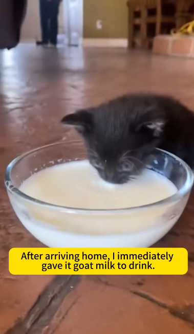 C1901028_rescued little black cat which was hidden among leaves.#animal