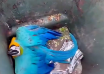 C1901029_This rescue took a turn no one was ready for