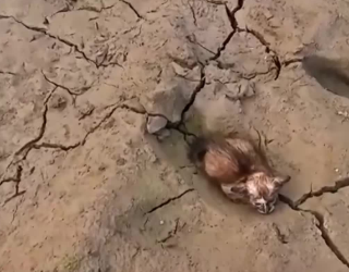 C2001001_kitten shivered cried cold hunger ,curled up, luckily…