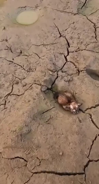 C2001001_kitten shivered cried cold hunger ,curled up, luckily…