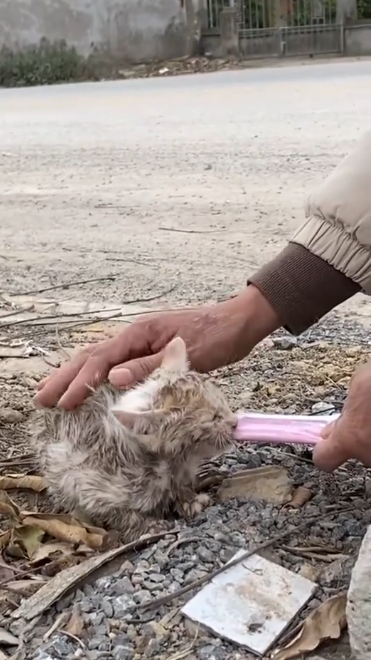 C2001002_Abandoned kitten on street was luckily saved #rescueanimals #cat