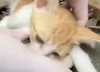 C2001004_Abandoned kitten in coma is lucky to be saved #rescueanimals #cat #an…