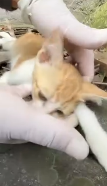 C2001004_Abandoned kitten in coma is lucky to be saved #rescueanimals #cat #an…
