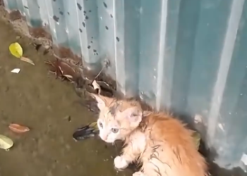 C2001005_Abandoned cat on street was luckily saved #rescueanimals #animals…