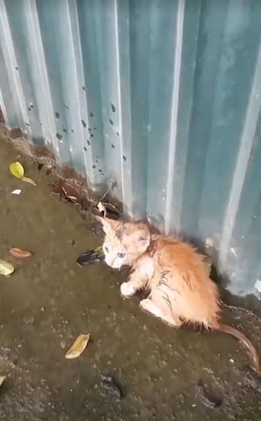 C2001005_Abandoned cat on street was luckily saved #rescueanimals #animals…