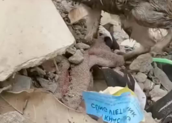 C2001006_Abandoned kitten found in trash can saved by woman #animal #rescu…