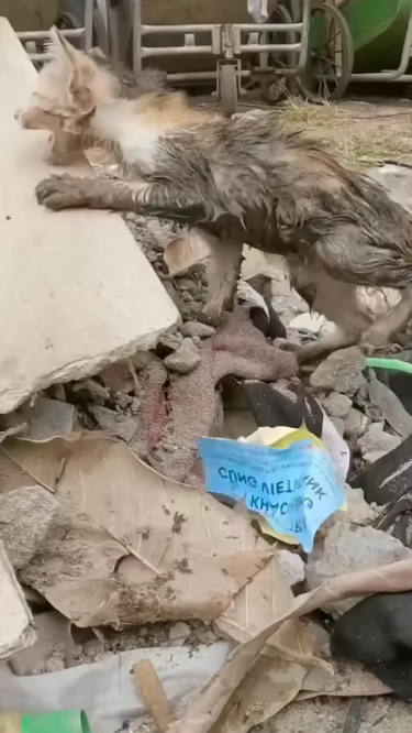 C2001006_Abandoned kitten found in trash can saved by woman #animal #rescu…