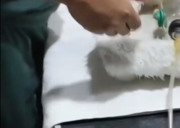 C2001007_Drowning cat was luckily saved #animalsoftiktok #rescueanimals #cats