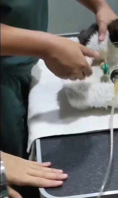 C2001007_Drowning cat was luckily saved #animalsoftiktok #rescueanimals #cats