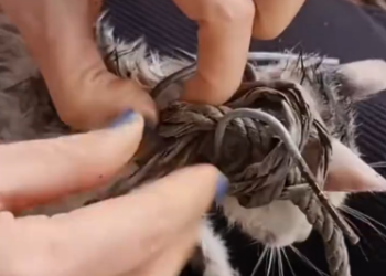 C2001008_Cat stuck around neck was luckily saved #animal #rescueanimals #rescue…