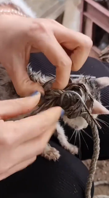 C2001008_Cat stuck around neck was luckily saved #animal #rescueanimals #rescue…