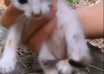 C2001009_Cat caught in net was lucky to be saved #animal #rescueanimals #anima…