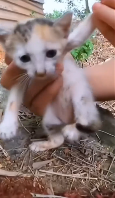 C2001009_Cat caught in net was lucky to be saved #animal #rescueanimals #anima…