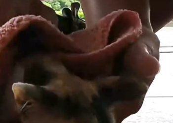 C2001010_Cat hiding in bushes was lucky to be saved #animal #rescueanimals #an…