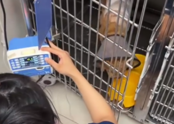 C2001011_Rescue stray dogs #rescue #cute #love #helpanimals #dog