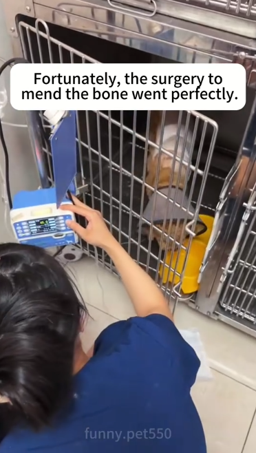 C2001011_Rescue stray dogs #rescue #cute #love #helpanimals #dog