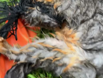 C2001012_Man rescued poor possum trapped in soccer net then #animal #rescue