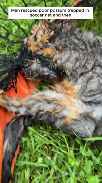 C2001012_Man rescued poor possum trapped in soccer net then #animal #rescue